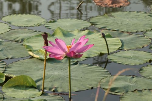 lotus he tang