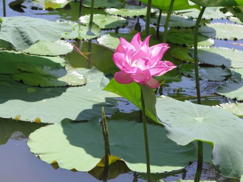 lotus pond flower