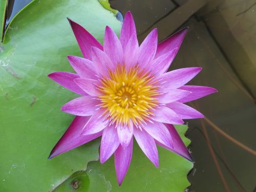 lotus purple flowers