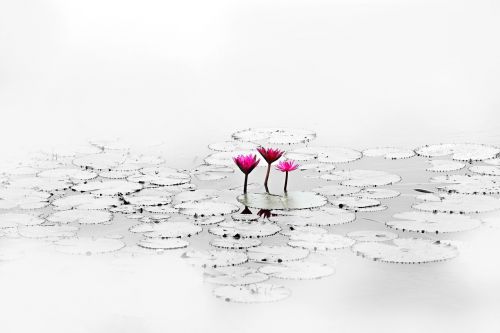 lotus flower quiet