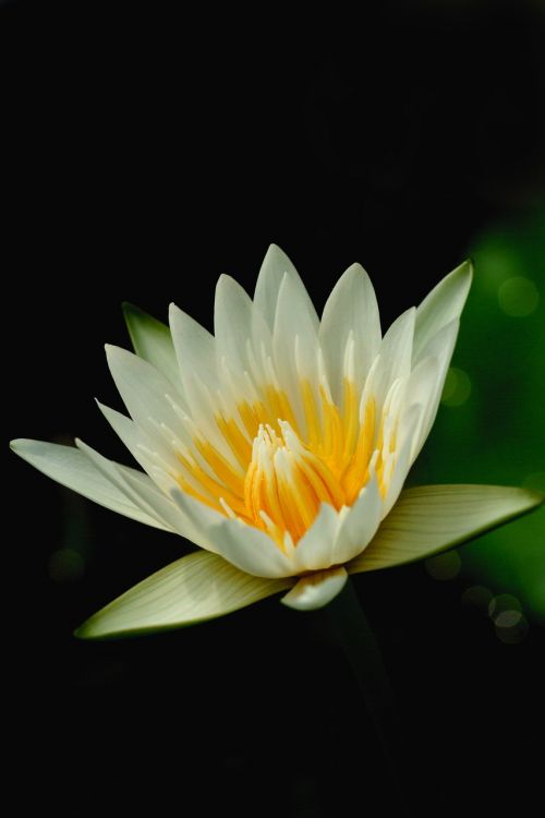 lotus flowers nature
