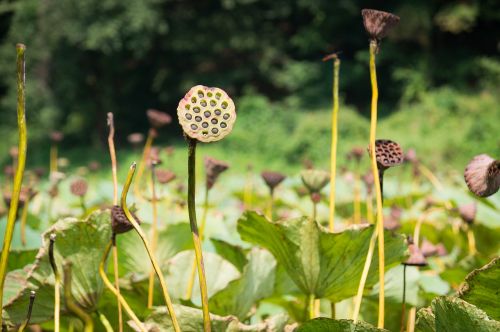 lotus stem garden