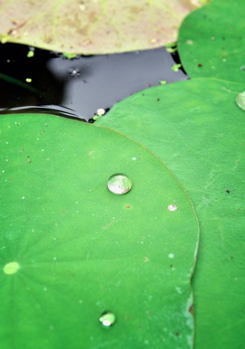 lotus leaf green