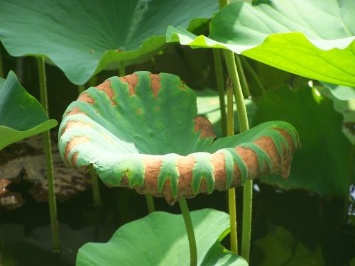 lotus leaves summer