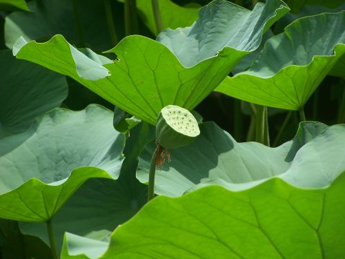 lotus lotus seed head leaves
