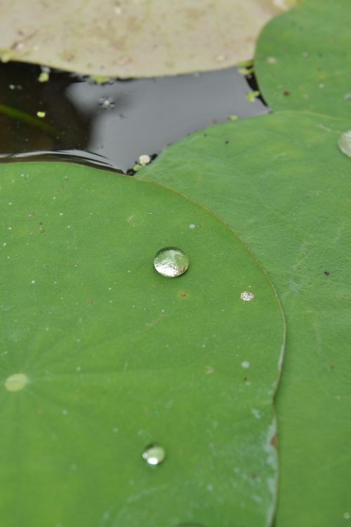 lily pads drop green