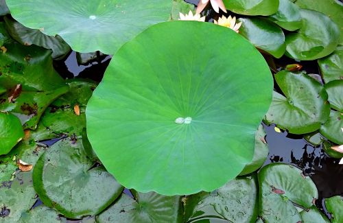 lotus pad leaf