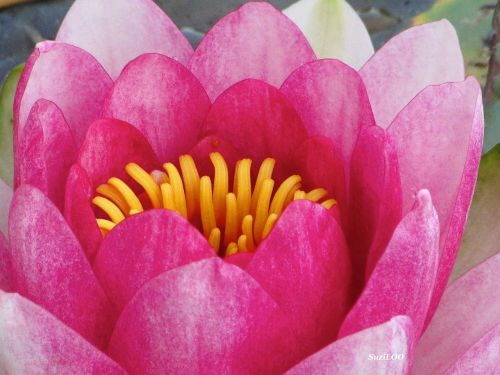 lotus pink open