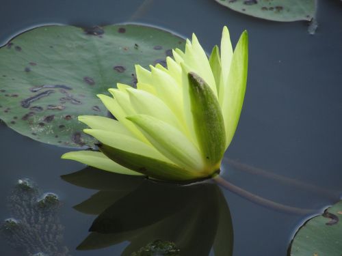 lotus yellow flowers