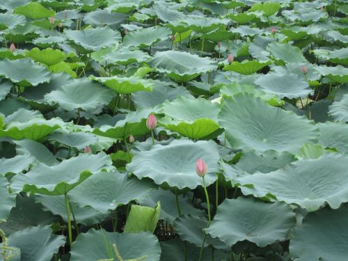 lotus lotus flowers lotus pond