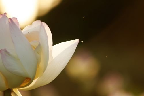 lotus sunset flower