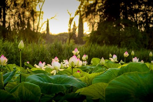 lotus sunset flower