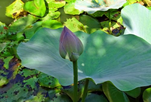 lotus bud pink