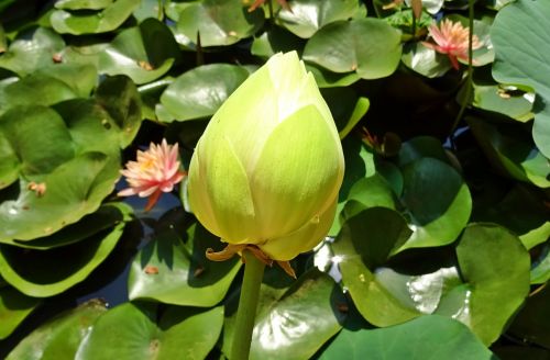 lotus bud white