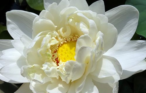 lotus flower nelumbo nucifera