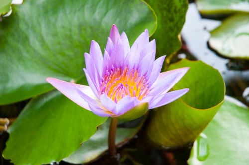 lotus purple lotus pink lotus