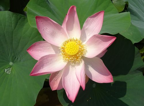 lotus flower pink