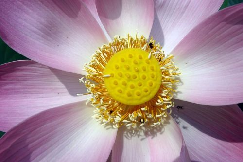 lotus flower pink