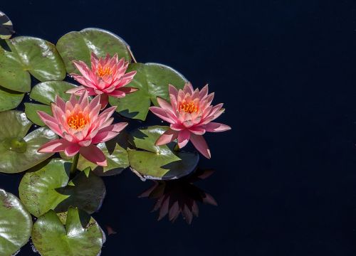 lotus flower pond