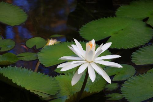 lotus ecology pond