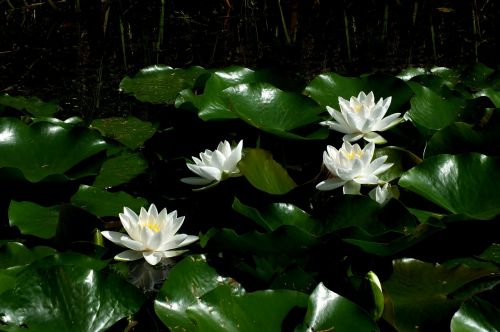 lotus lotus blossom water lily