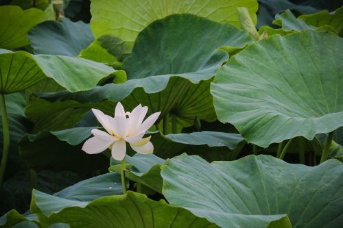 lotus scenery