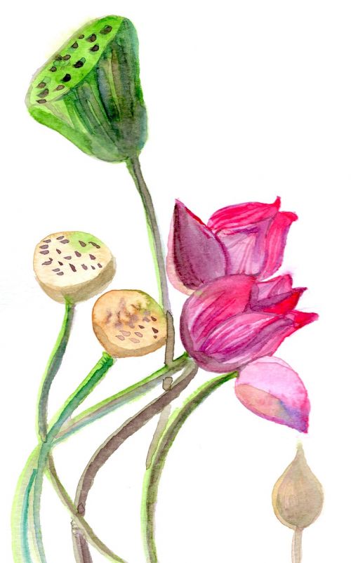 lotus beautiful watercolor
