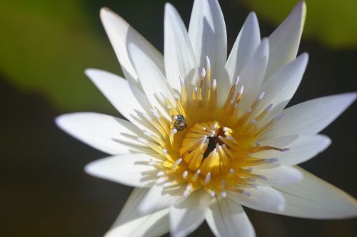 lotus bee insects
