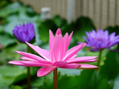 lotus 蓮 bi-flowers red