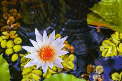 lotus lotus on pond water lily