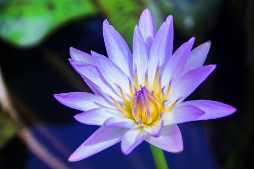 lotus water lily bud