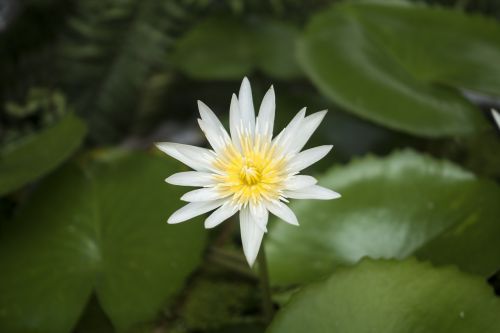 lotus waterlily nature