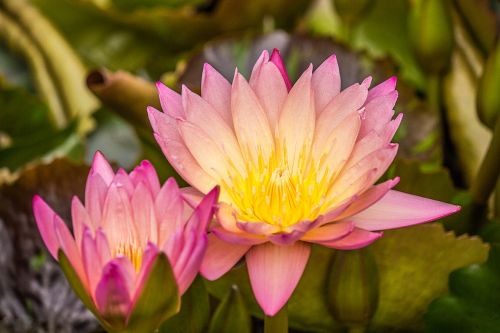 lotus aquatic plant water rose
