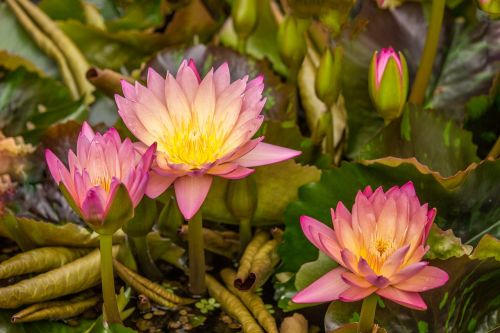 lotus aquatic plant water rose