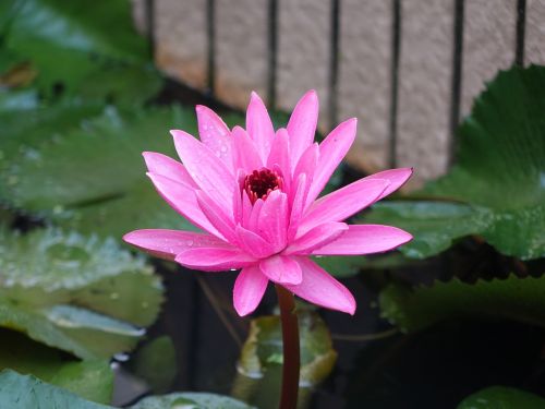 lotus early in the morning dew