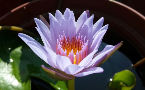 lotus purple plant
