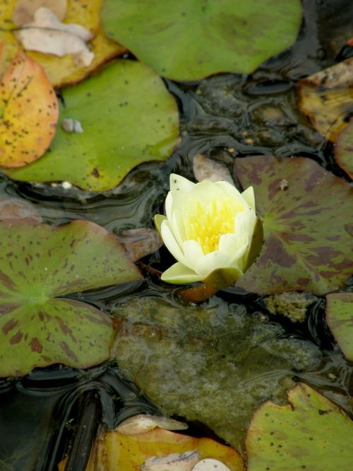 lotus water nature