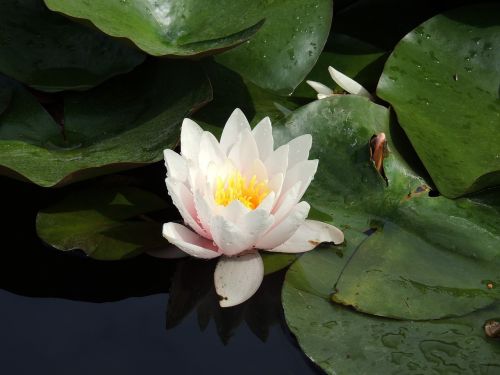 lotus lotus flower flower