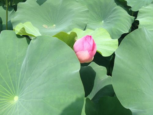 lotus pond pond plants