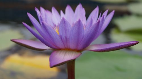 lotus pond nature