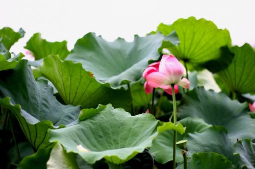 lotus green summer