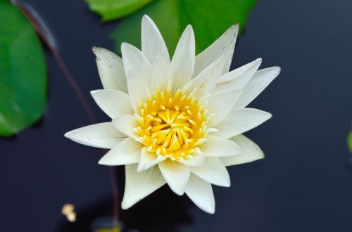 lotus plant pond