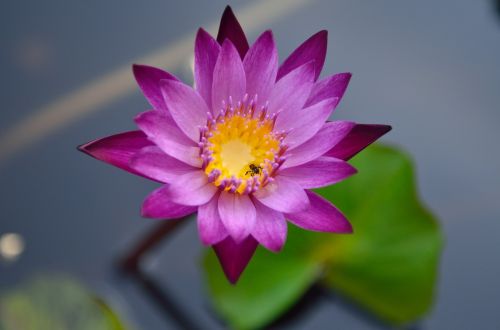 lotus plant pond