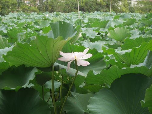lotus pink plant