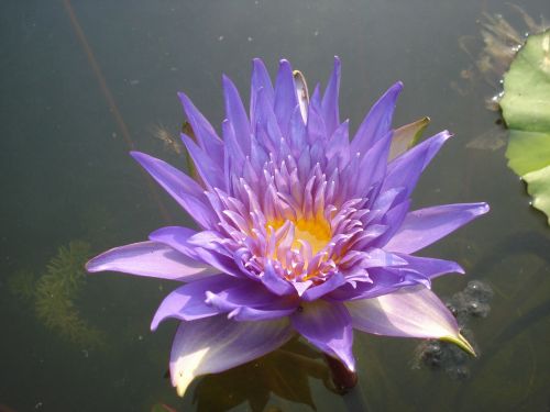 lotus water lily flower