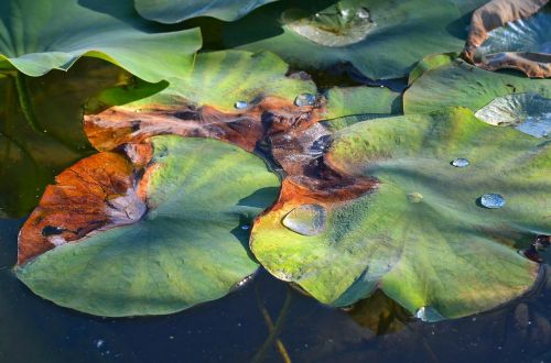 lotus lotus leaf drop of water