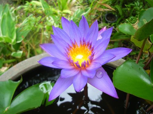 lotus serenity wellness
