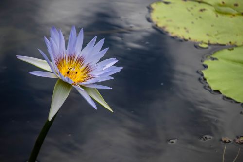 lotus flower water