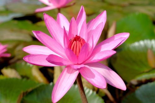 lotus insects pink