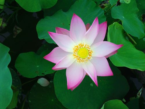 lotus flower green